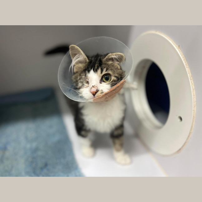 Photo of Winkle *9 Lives Project Rescue*