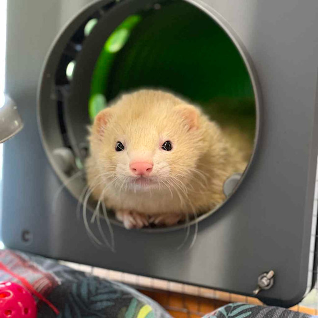 Photo of Maude Elvis