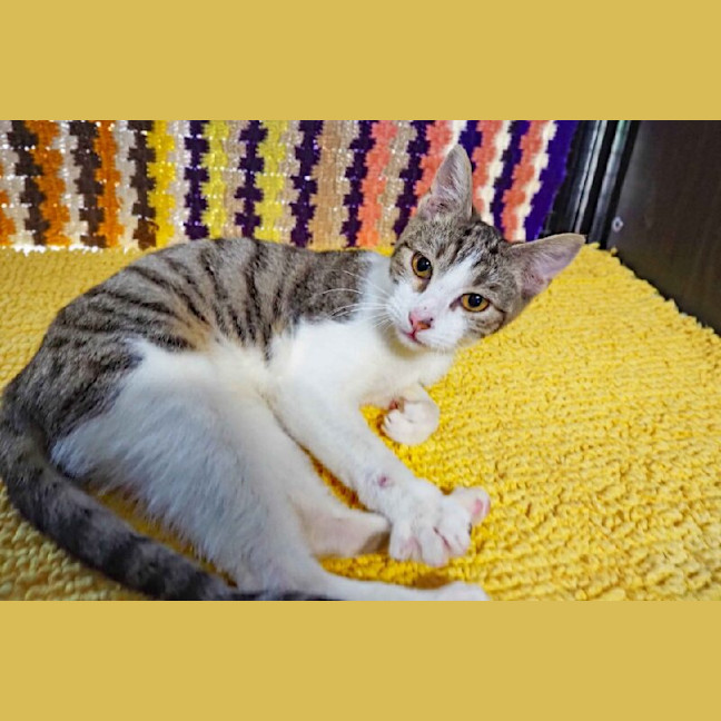 Photo of Twinkle