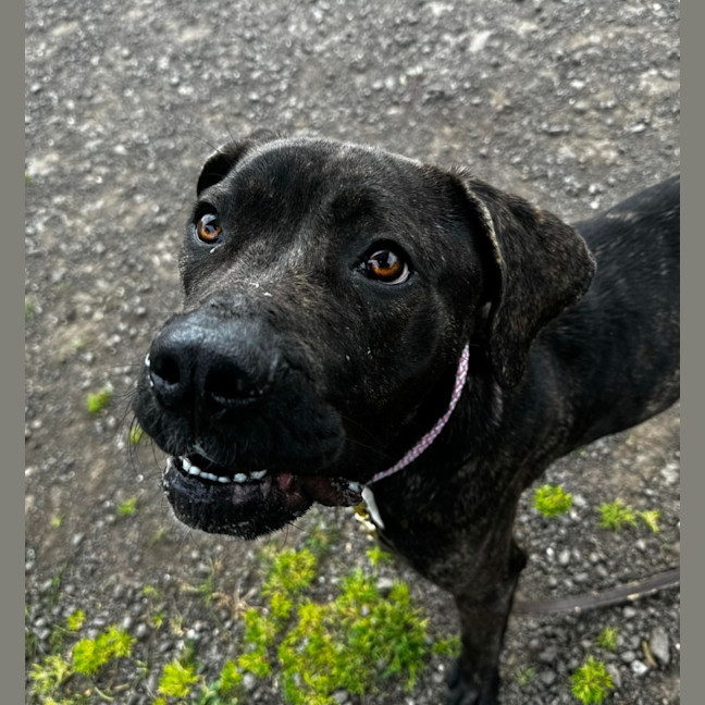 Photo of Opal (64244)