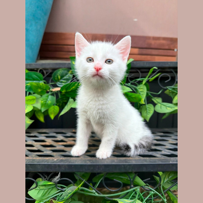 Photo of Cotton 🤍