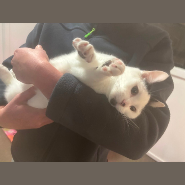 Photo of Meow Meet Me @ Petstock Hastings