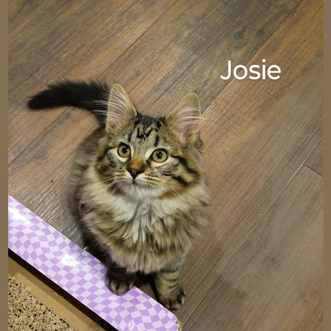 Photo of Josie