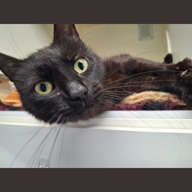 Photo of Penelope