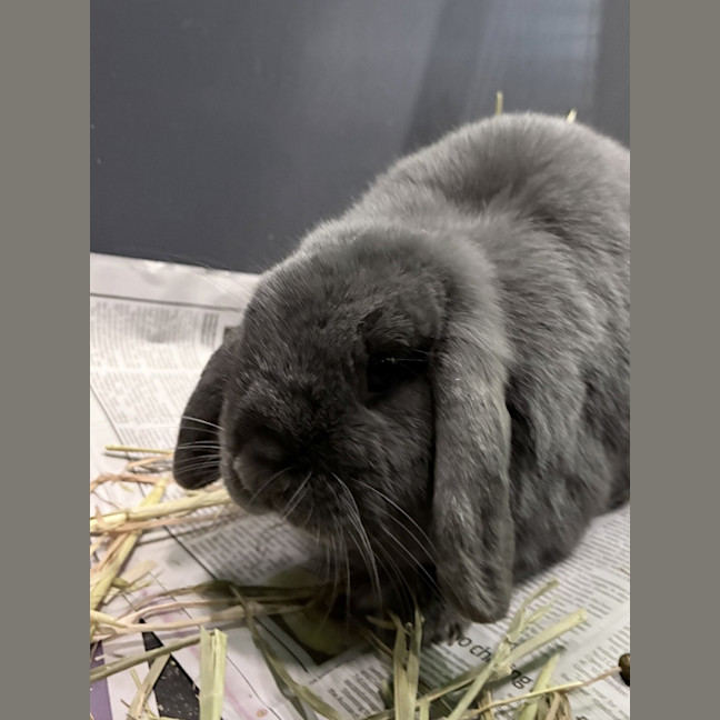 Photo of Tipsy (Bonded To Chakra)