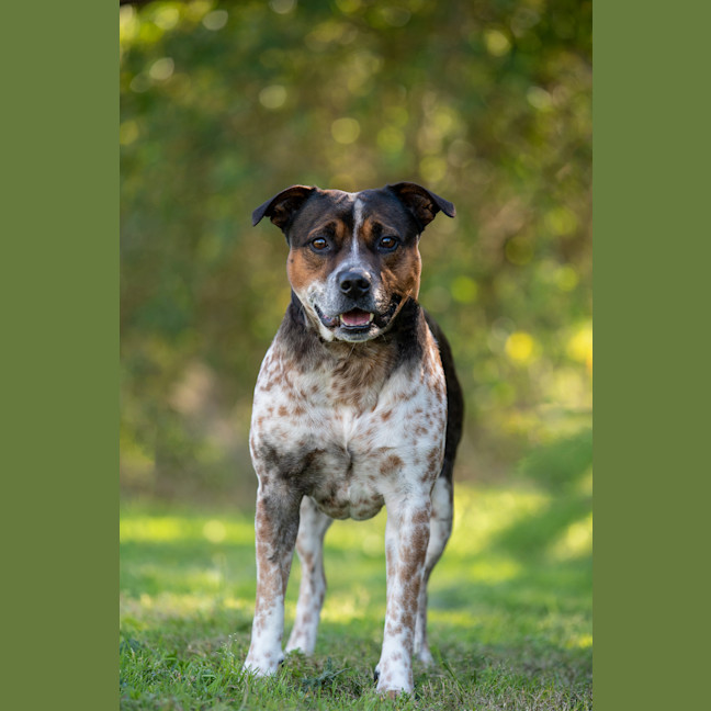 Photo of Brax