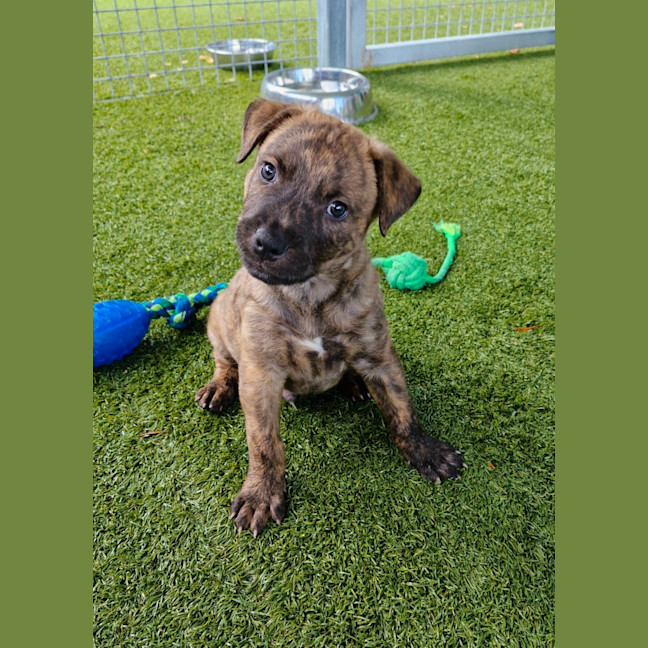 Photo of D1088 Cooper