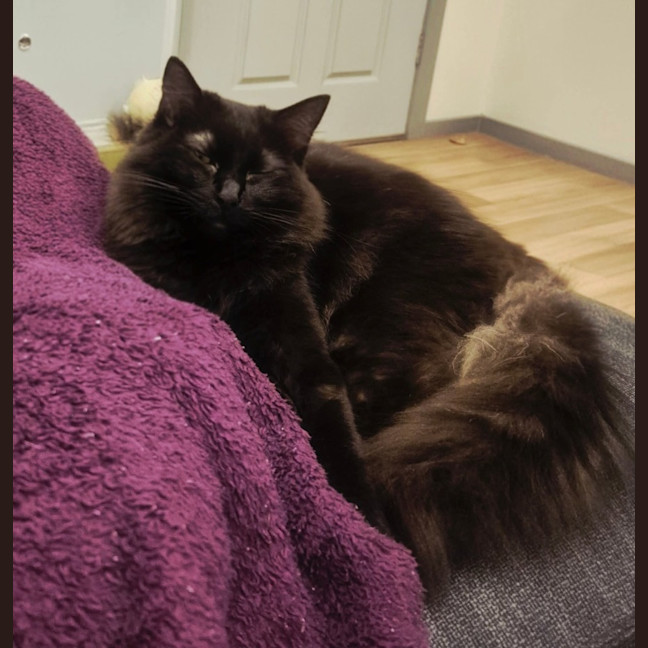 Photo of Thumper *9 Lives Project*