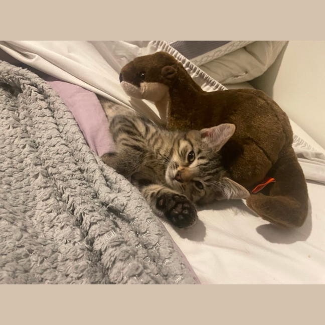 Photo of Blitzen 🦌