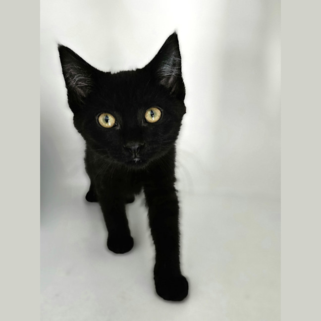Photo of Rue