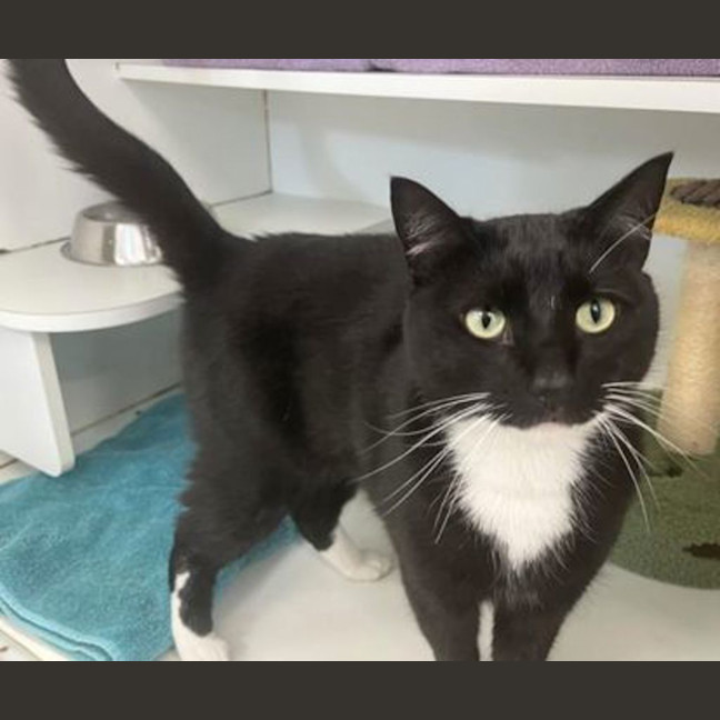 Photo of Oreo