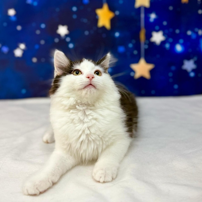 Photo of Sienna   Located In Wallan