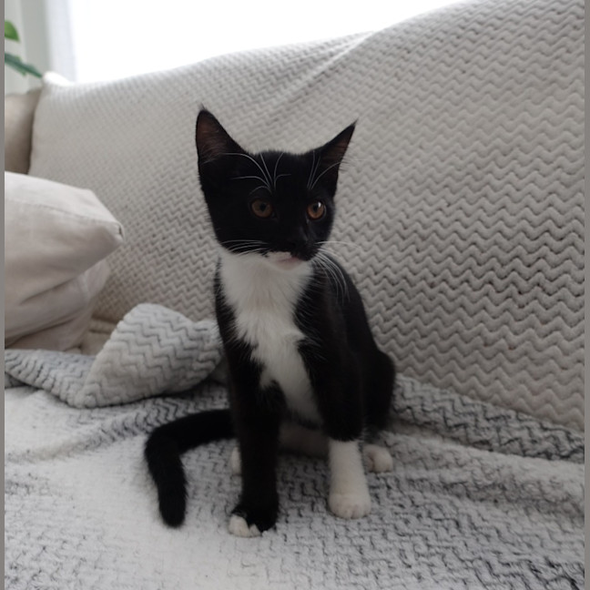 Photo of Pip