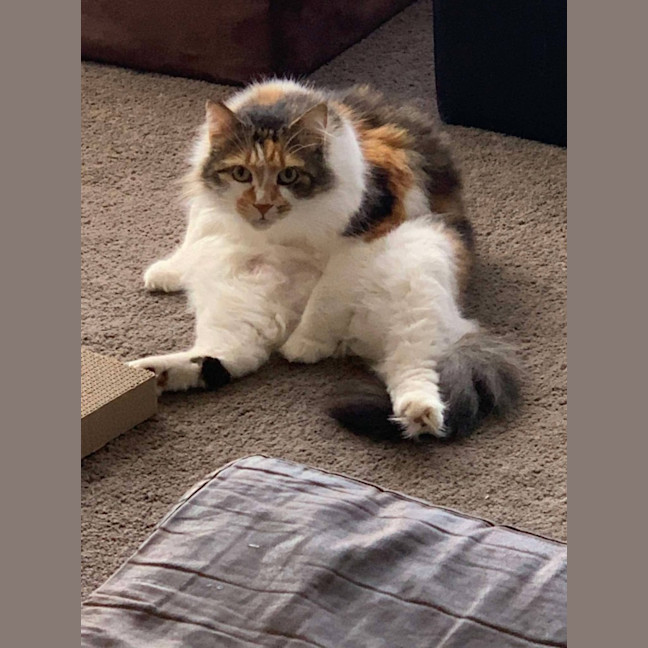 Photo of Cherry