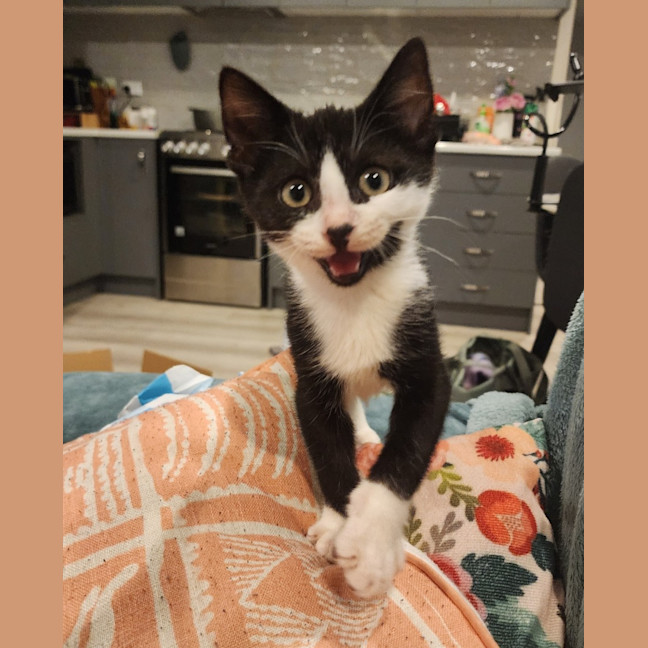 Photo of Tuxie