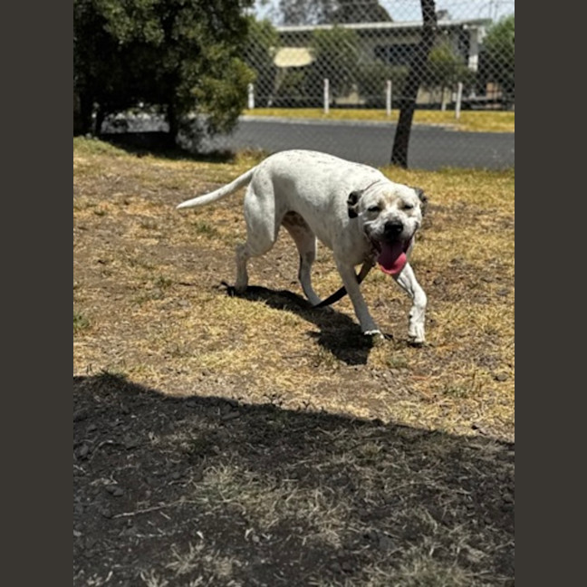 Photo of Billie (68128)