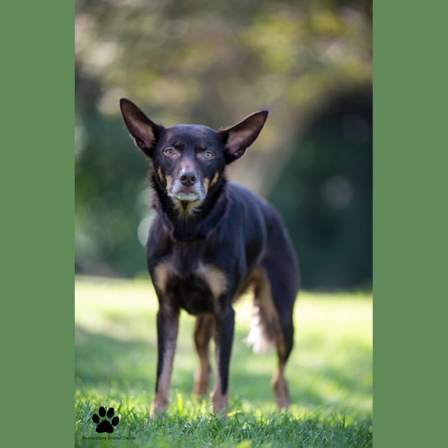 Photo of Echo