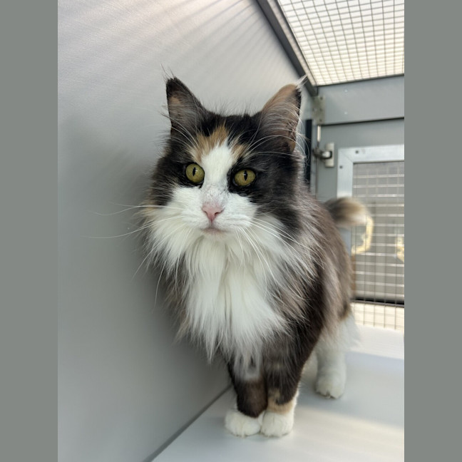 Photo of Artemis