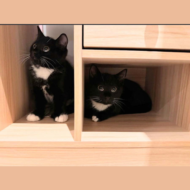 Photo of Lola ** 2nd Chance Cat Rescue**