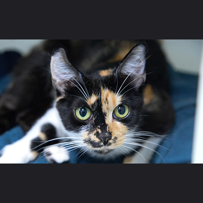 Photo of Paprika