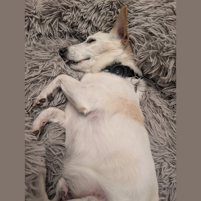 Photo of Max