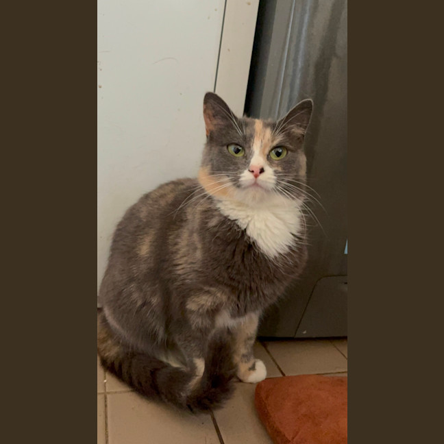 Photo of Luna