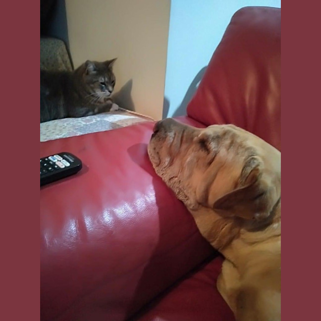 Photo of Fozzie Bear