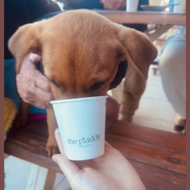 Photo of Rudy   9 Week Old Kelpie X