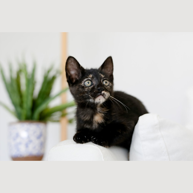 Photo of Freya
