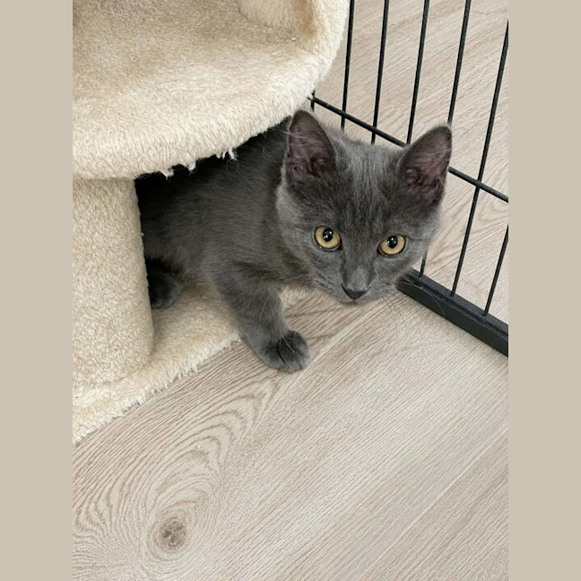 Photo of Cassian