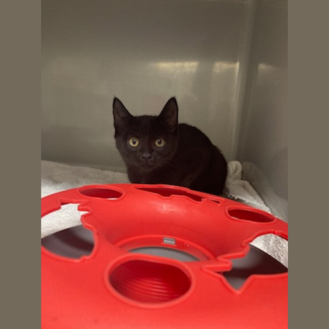 Photo of Oliver