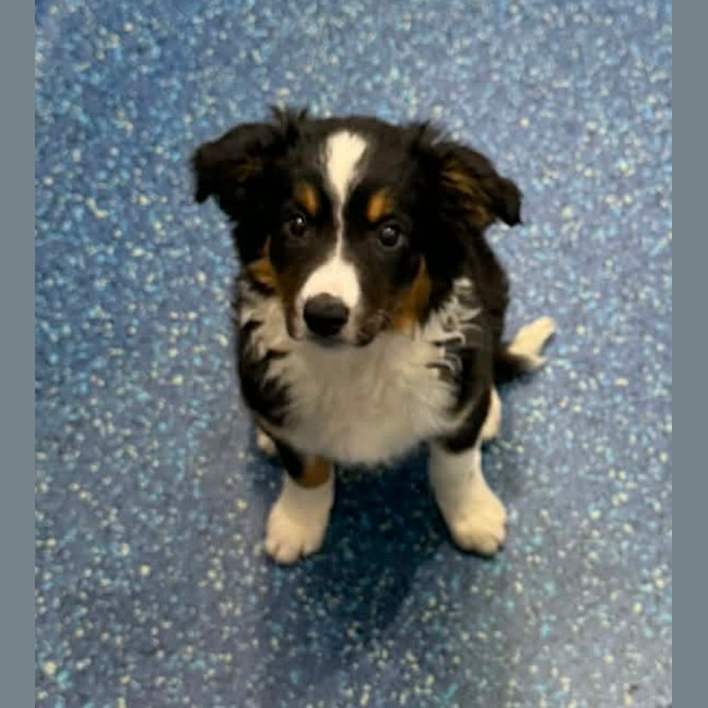 Photo of Rocky