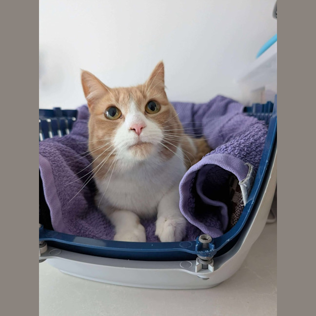 Photo of Mango   Located In Brunswick