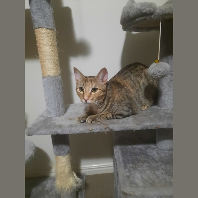 Photo of Mitsuri