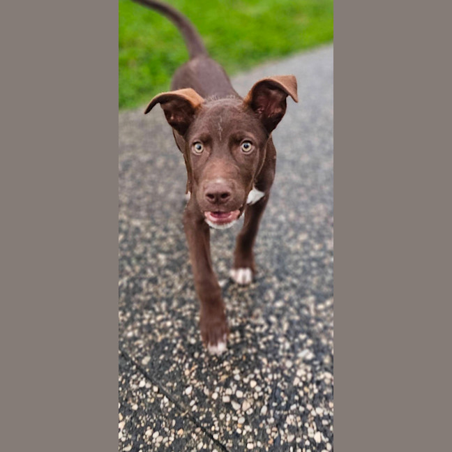 Photo of Wicket