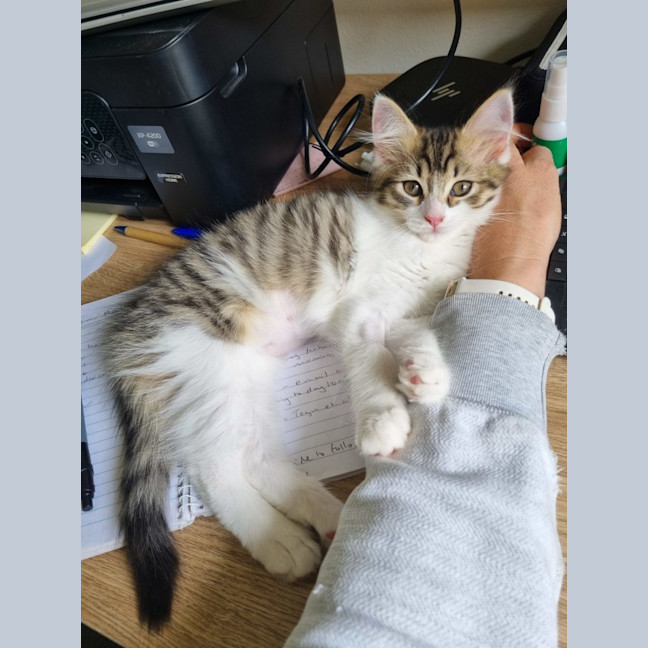 Photo of Tiny