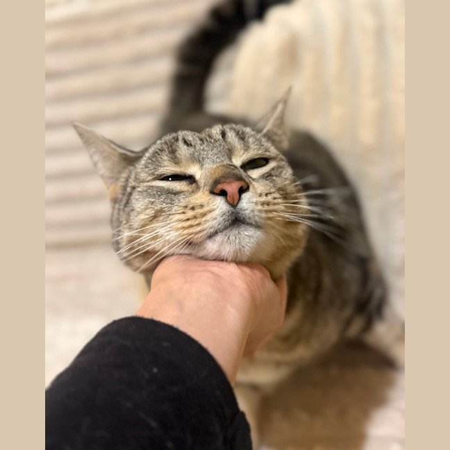 Photo of Milo