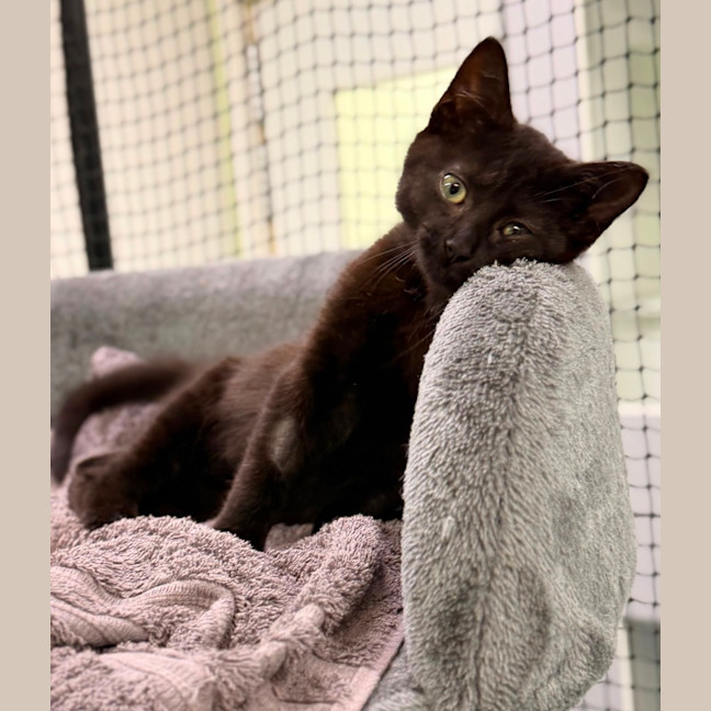 Photo of Nyx 