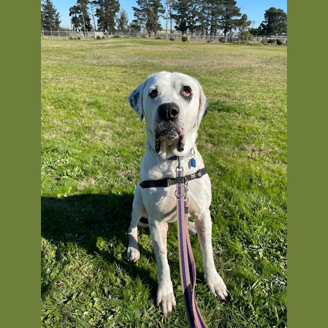 Photo of Chiko