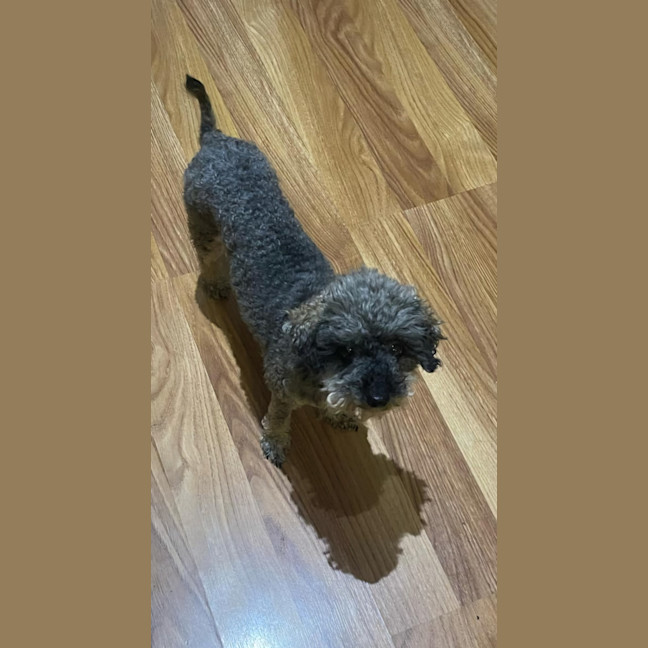 Photo of Lucy