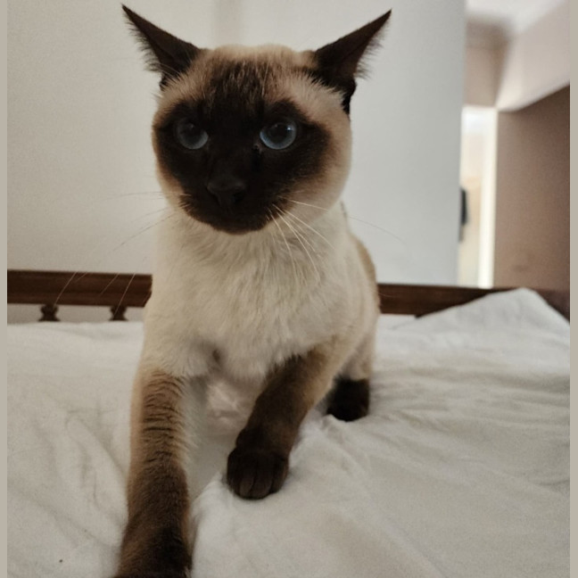Photo of Tommy 