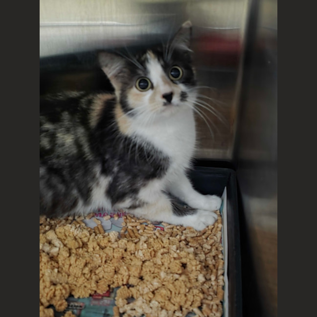 Photo of Spot