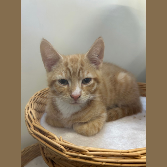 Photo of Bartholomeow