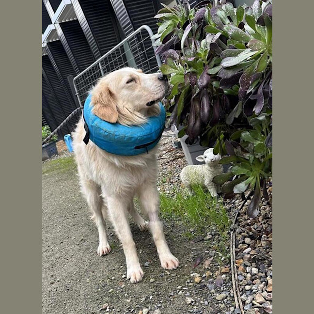 Photo of Hank