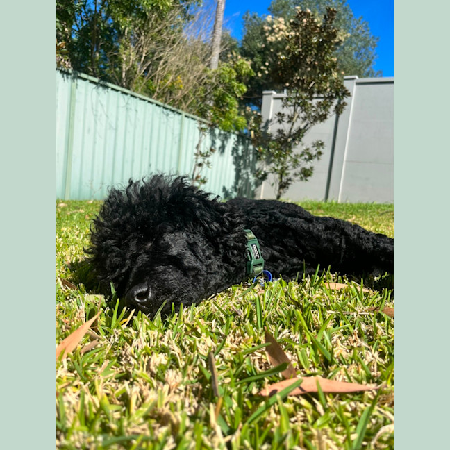 Photo of Keith   1 Year Old Poodle