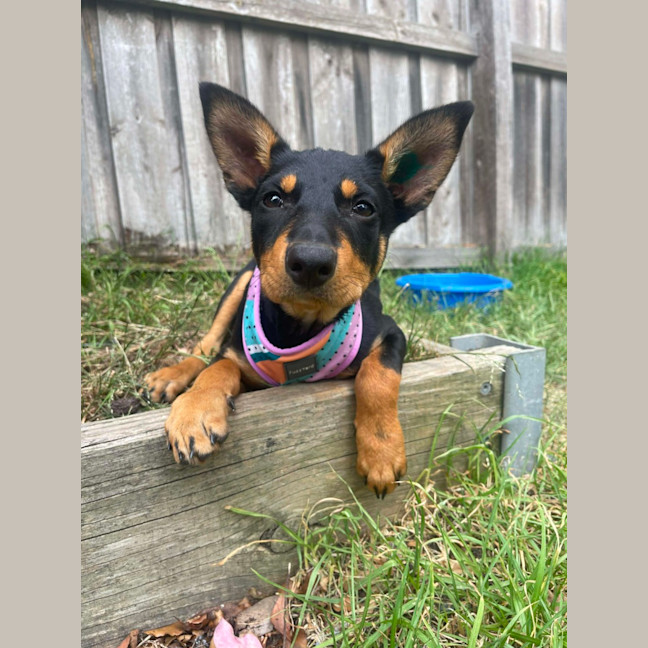 Photo of Roxy