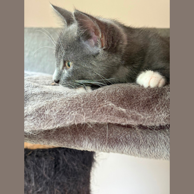 Photo of Mia 💕😽🐾