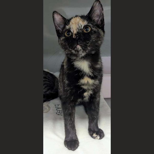 Photo of Cherry