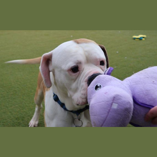 Photo of Mr. Fancy Face 