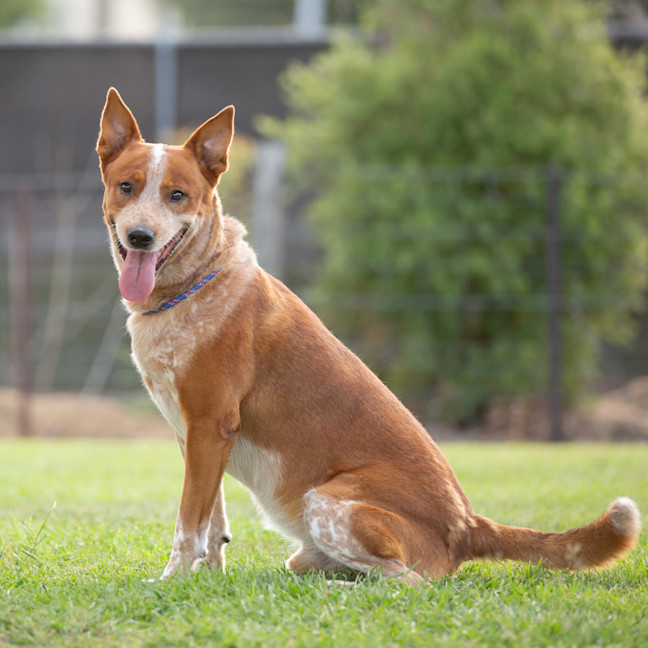 Photo of Rusty
